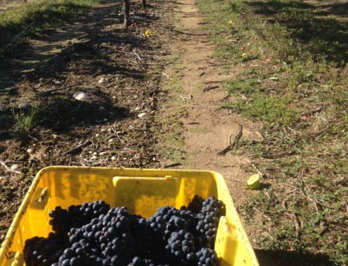 Harvest Events in Long Island Wine Country
